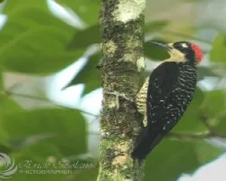 Melanerpes pucherani