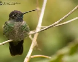 Eugenes fulgens
