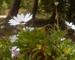 Plantas