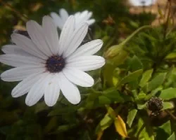 Plantas