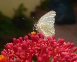 Leptidea sinapis