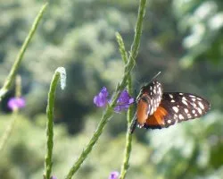 Heliconius ismenius