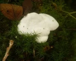 Fuligo cinerea