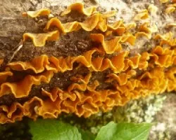 Stereum hirsutum