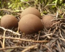 Scleroderma areolatum