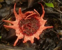 AseroíÂ« rubra