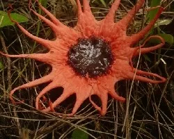 AseroíÂ« rubra