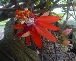 Passiflora Vitifolia