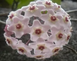 Hoya carnosa