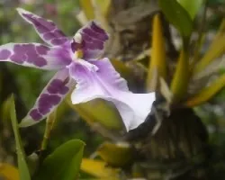 Miltonia bluntii 