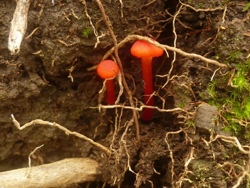 Foto