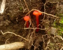 Hygrocybe miniata