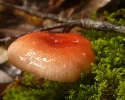 Russula Emetica