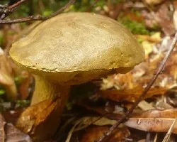 Leccinum lepidum