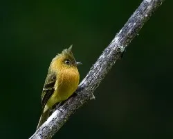 Mitrephanes phaeocercus