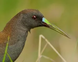 Pardirallus Sanguinolentus