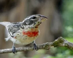 Pheucticus ludovicianus