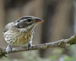 Pheucticus ludovicianus