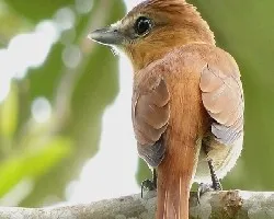 Pachyramphus cinnamomeus