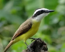 Pitangus sulphuratus