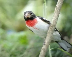 Pheucticus ludovicianus