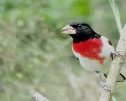 Pheucticus ludovicianus