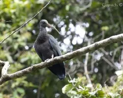 Mesembrinibis cayennensis