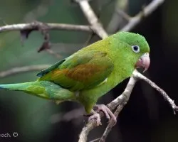 Brotogeris jugularis