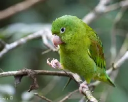 Brotogeris jugularis
