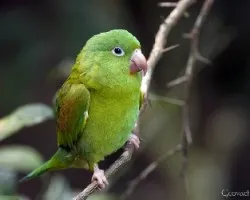 Brotogeris jugularis