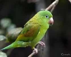 Brotogeris jugularis