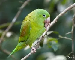 Brotogeris jugularis
