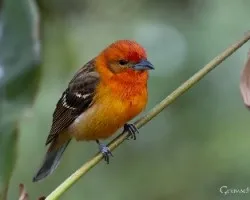 Piranga bidentata