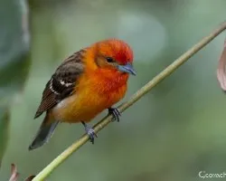 Piranga bidentata