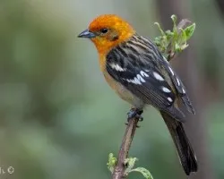 Piranga bidentata