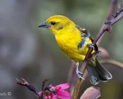 Piranga bidentata