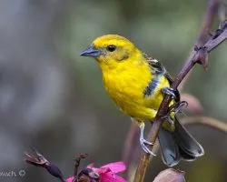 Piranga bidentata