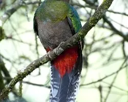 Pharomachrus mocinno