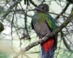 Pharomachrus mocinno