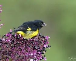 Spinus xanthogastra