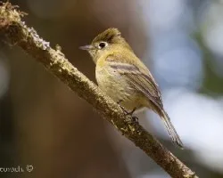 Mitrephanes phaeocercus