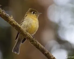 Mitrephanes phaeocercus
