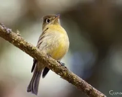 Mitrephanes phaeocercus