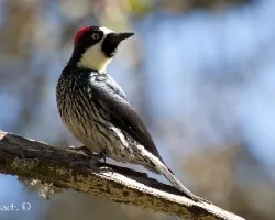 Melanerpes formicivorus
