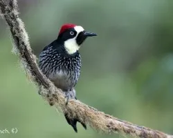 Melanerpes formicivorus