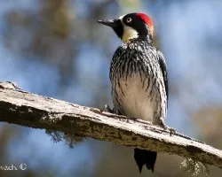Melanerpes formicivorus