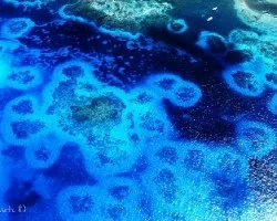 Corales y Mar