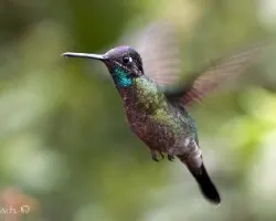 Eugenes fulgens