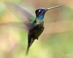 Eugenes fulgens