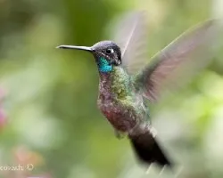 Eugenes fulgens